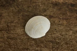Painted Shell 2*Alyssa Goodman Sale