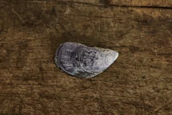 Painted Shell 3*Alyssa Goodman Sale
