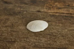 Painted Shell 2*Alyssa Goodman Sale